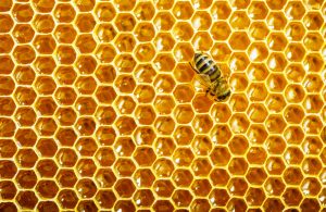 honeycomb by joanne harris